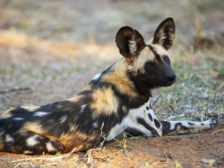 Painted Dog Conservation UK - pdcuk