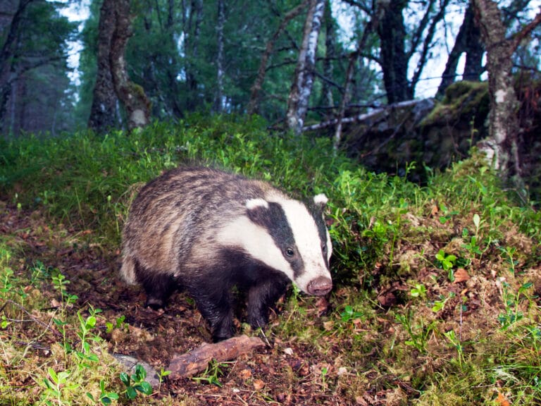 Scottish Badgers - scotbadgers