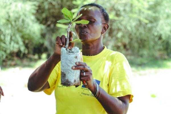Plant some trees