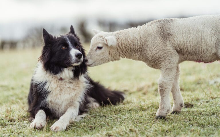 Stonefolds Farm Cottages - stonefolds cottages news