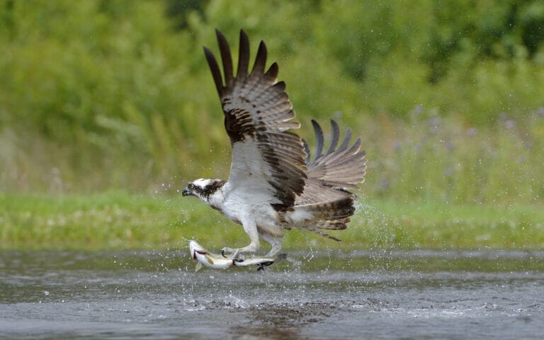 Aigas Field Centre - aigas osprey